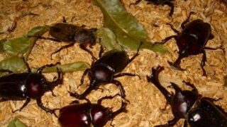 カチカチカチ！？何事？