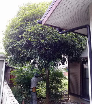 梅雨の中休み。