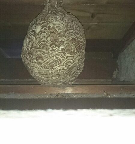 解体したら！なんと