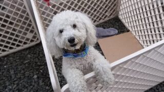 めちゃくちゃ可愛いの～