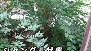 庭の草刈り、植栽伐採