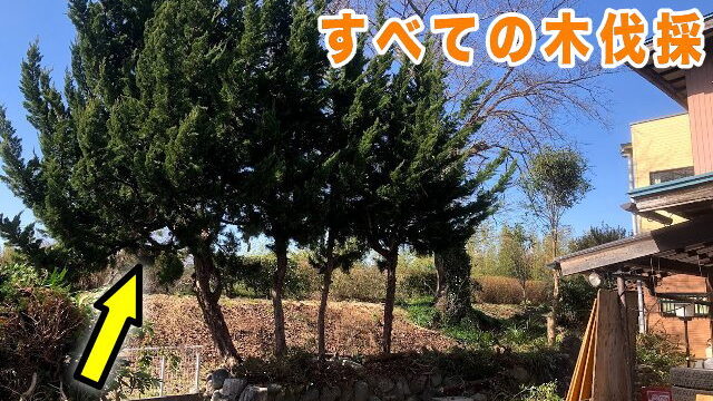 木の伐採・処分 抜根