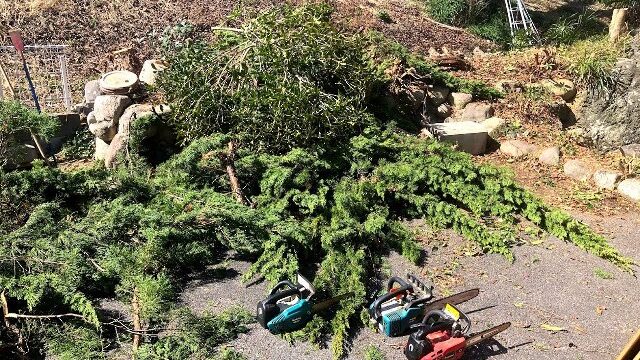 木伐採・チェーンソー・庭の手入れ